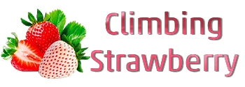 Climbing Strawberry EU